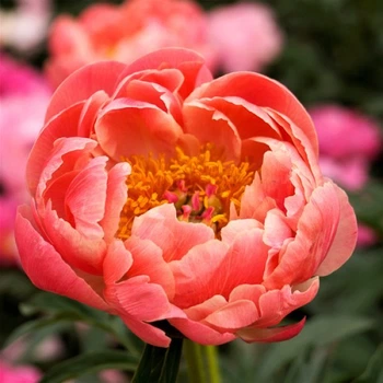 Півонія Coral Charm (Корал Чарм)