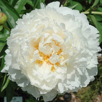 Півонія Gardenia 2/3 бруньки (кореневище)