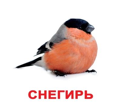 Карточки Птицы