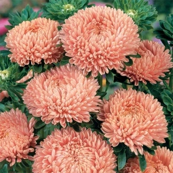 Айстра Принцеса Филутек Персиковий Насіння Florium (726518)