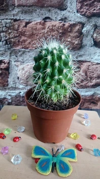 Кактус Mammillaria контейнер 6 см