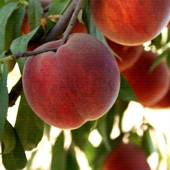 Саженцы персика — купить в Украине: цена, отзывы на ROZETKA