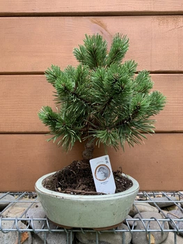 Бонсай Японська сосна Bonsai Pinus thunbergii, висота 25 - 35см, об`єм горщику 0,75л