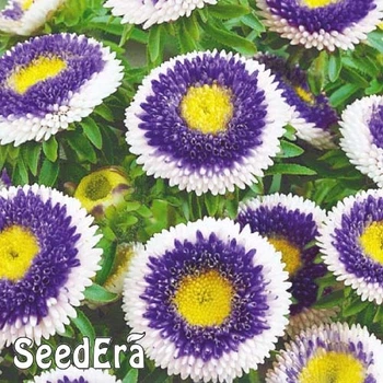 Семена Астра Голубая луна (726606)