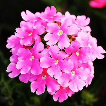 Вербена гібридна Рожева Рожевий Насіння Florium (726772)