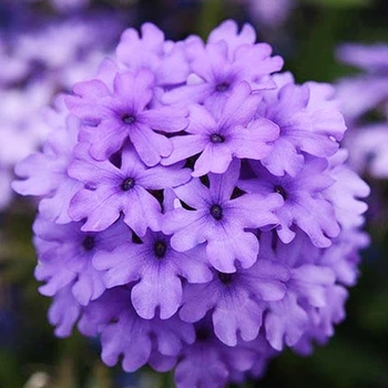 Вербена гібридна Блакитна Синій Насіння Florium (726770)