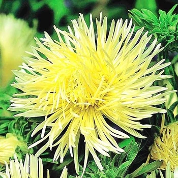 Насіння Астра голчаста Гольдштраль Жовтий Florium (726517)