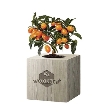 Набор для выращивания Woodner «Профессор Кумкват» (26653)