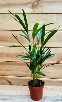Пальма Арека (Діпсис) Areca (Dypsis), высота 40 см, Ø 9