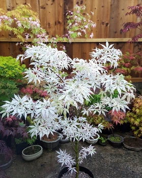 Японский клен (Japanese maple) Ukigomo, 60 - 70см, объем горшка 3л (RG025)