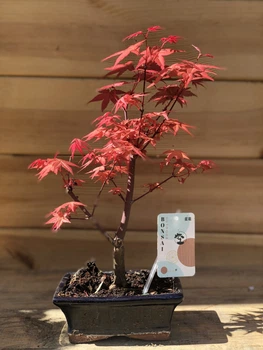 Японский клен (Japanese maple) Bonsai Atropurpureum, 40-45 см, керамический горшок