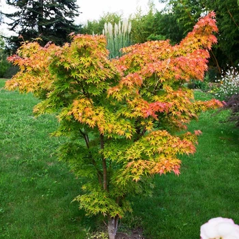 Японский клен (Japanese maple) Orange Dream, 30 - 40 см, объем горшка 0,75л