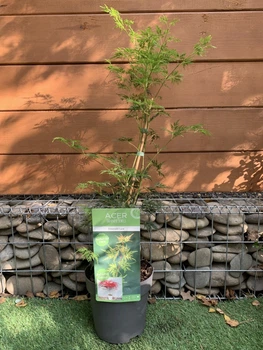 Японський клен Japanese maple, acer palmatum Emerald Lace, висота 60-80см, об`єм горщику 3л