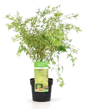 Японський клен Japanese maple, acer palmatum Butterfly, висота 60-70см, об`єм горщику 3л