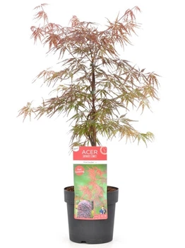 Японский клен Japanese maple, acer Fire Cracker Fast Growing, 60-80см, объем горшка 8л
