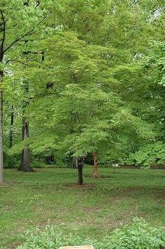 Великий японський клен Japanese maple, acer palmatum Scolopendrifolium, 2м, об'єм горщика 25л