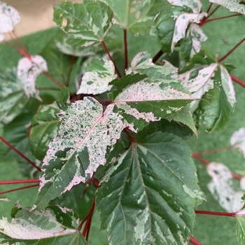Японский клен (Japanese maple) Red Flamingo Pink Winter Wood, 80-100 см, объем горшка 3л