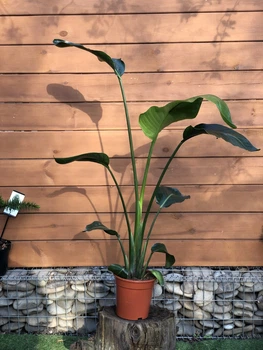 Стрелитция Николая Strelitzia nicolai, высота 110 - 130см, объем горшка 5л (RG222)
