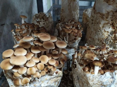 Міцелій Опеньок тополиних (агроцибе) зерновий упаковка 1 кг