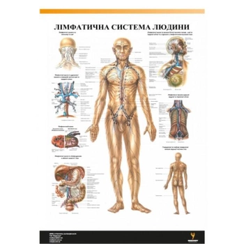 Плакат "Лімфатична система людини" Медіспорт TM 106