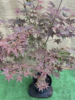 Японский клен Japanese maple, acer palmatum Atropurpureum, высота 1,3-1,5м, объем горшка 10л (RG067)