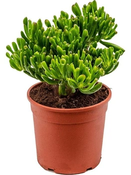 Крассула Хобит h 30 cm