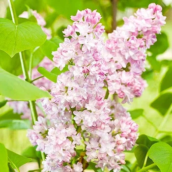 Саженцы Сирень Beauty of Moscow Белый, Розовый Florium (521023)