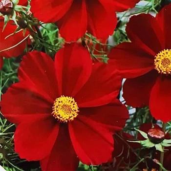 Космея Яскраво-червона низькоросла Помаранчевий Насіння Florium (726762)