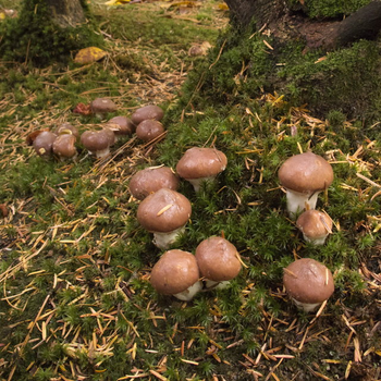 Как вырастить грибы на своей грядке