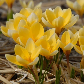 Крокус Romance 5/7 цибулина Matla Flowers