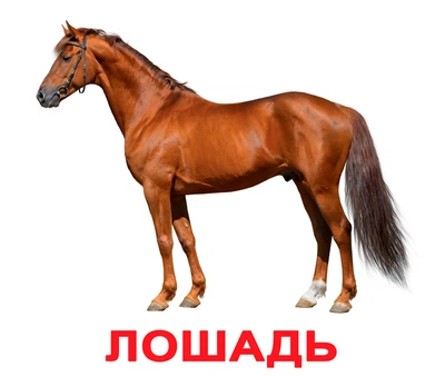 Карточки Домашние животные