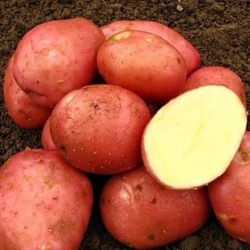 Семенной ранний картофель "Ред Валентин" (1 репродукция, для варки, жарки, запекания) 1 кг LeGarden