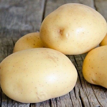 Семена картофеля купить в Львове: цена, отзывы