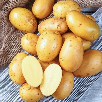 Семенной картофель "Королева Анна" (1 репродукция, универсального назначения) 1кг LeGarden