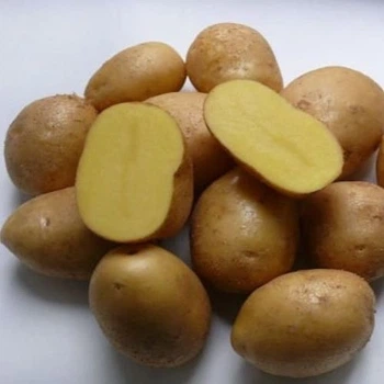 Семенной ранний картофель "Коломбо" (1 репродукция, сорт столового назначения ) 1кг LeGarden