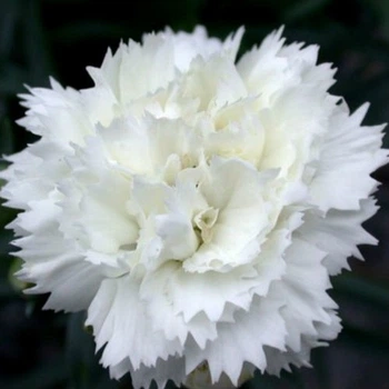 Гвоздика "Шабо" белая (закрытый корень) LeGarden