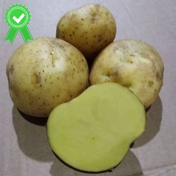 Семенной раннеспелый картофель "Кобза" (Элита, сорт универсального назначения) 1кг LeGarden