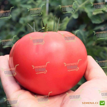Семена томатов Takii Seeds Пинк дейли f1 (тех 2720 f1 ,tex 2720 f1) 250 семян