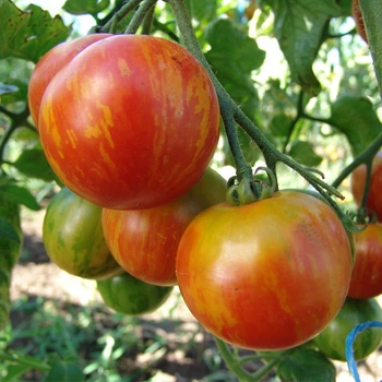 Семена томата Дуо, Moravoseed, 20 шт.