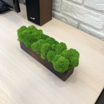 Деревяное кашпо со стабилизированым мхом MiNature Moss