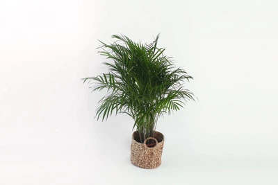 Пальма Арека / Areca Palm 130-140 см