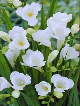 ​Клубнелуковицы фрезия белая, 7 шт