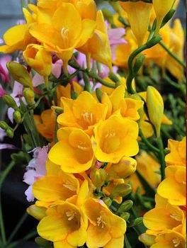 ​Клубнелуковицы фрезия желтая, 7 шт
