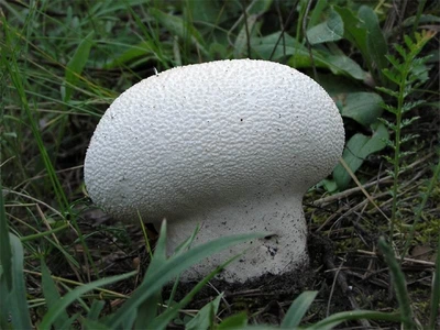 Міцелій Головача круглого, Calvatia utriformis 100 г