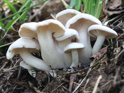 Мицелий Рядовки сросшейся, Lyophyllum connatum 100 г