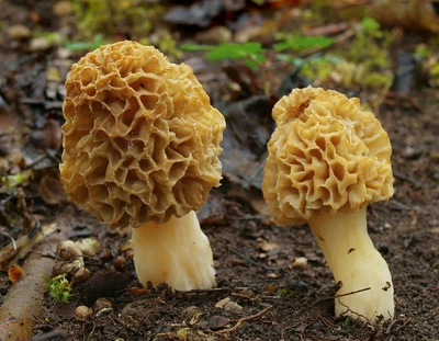 Мицелий Сморчка обыкновенного, Morchella esculenta 100 г