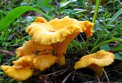 Мицелий Лисички обыкновенной (жёлтой), Cantharellus cibarius 100 г