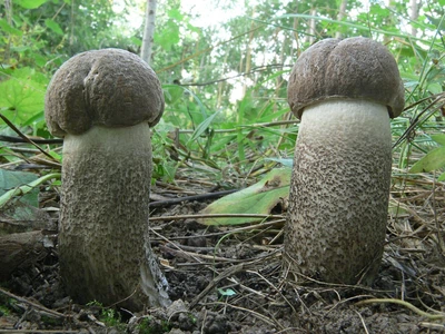 Мицелий Подосиновика серого, Leccinum versipelle f. grisea 100 г