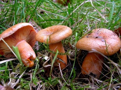 Мицелий Рыжика елового, Lactarius deterrimus 100 г