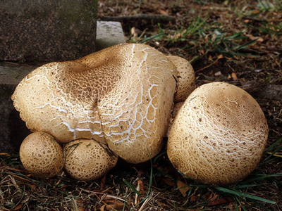 Міцелій Печериці серпневого, Agaricus augustus 100 г
